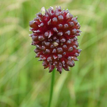 Pimpernel